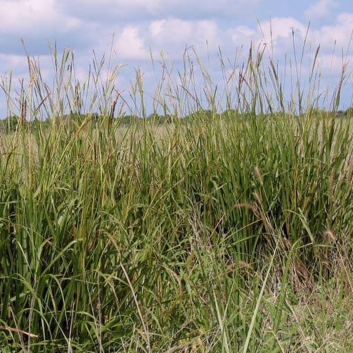EASTERN GAMAGRASS Douglass King Seeds